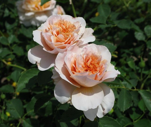  photo TeaClipperatfiloliIMG_0951640wide_zps6fceaa6a.jpg